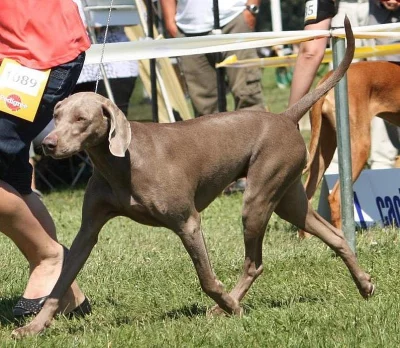 Výmarský ohař - štěňátka s PP - fenky i pejsci